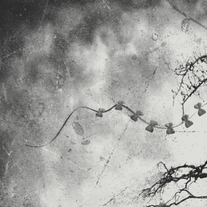 Portfolio Entry: Of Dreams