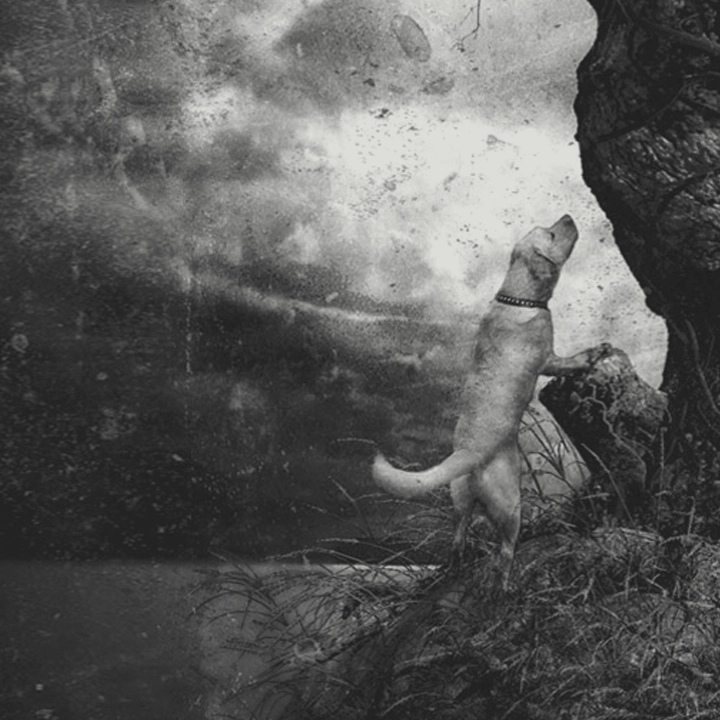 Portfolio Entry: Undone by Dandelions