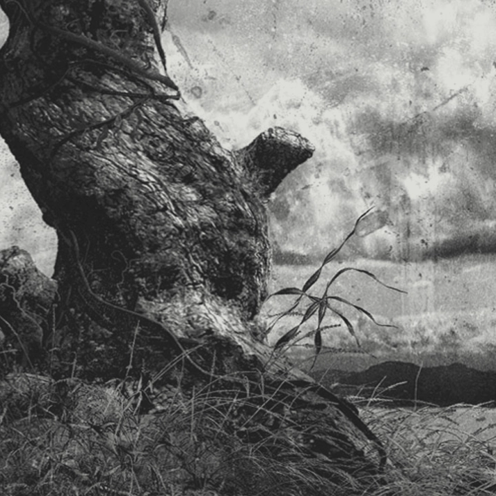 Portfolio Entry: The Tree That Lived and Died Right Before My Eyes